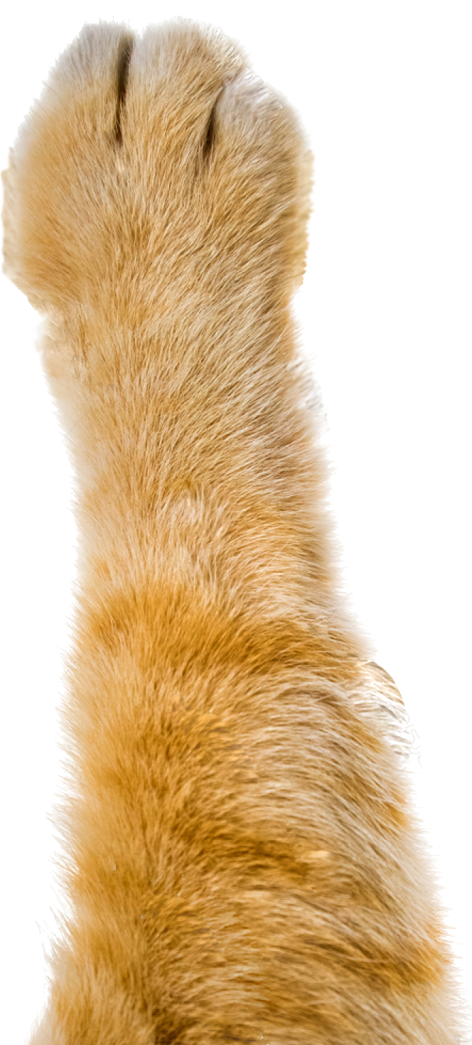 cat paw